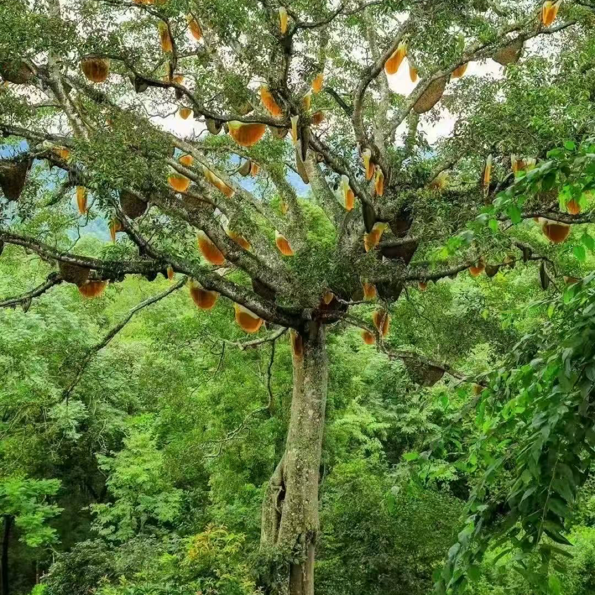 云南小棉花澜沧拉祜族大树挂蜜
