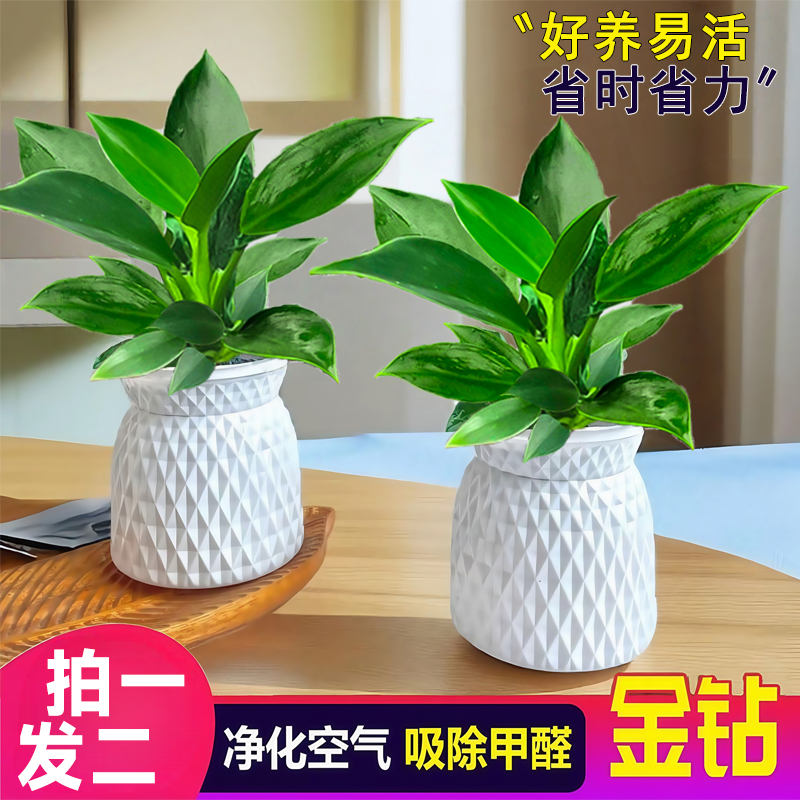 【买一送一】大叶金钻盆栽室内绿植办公室客厅四季水培土培