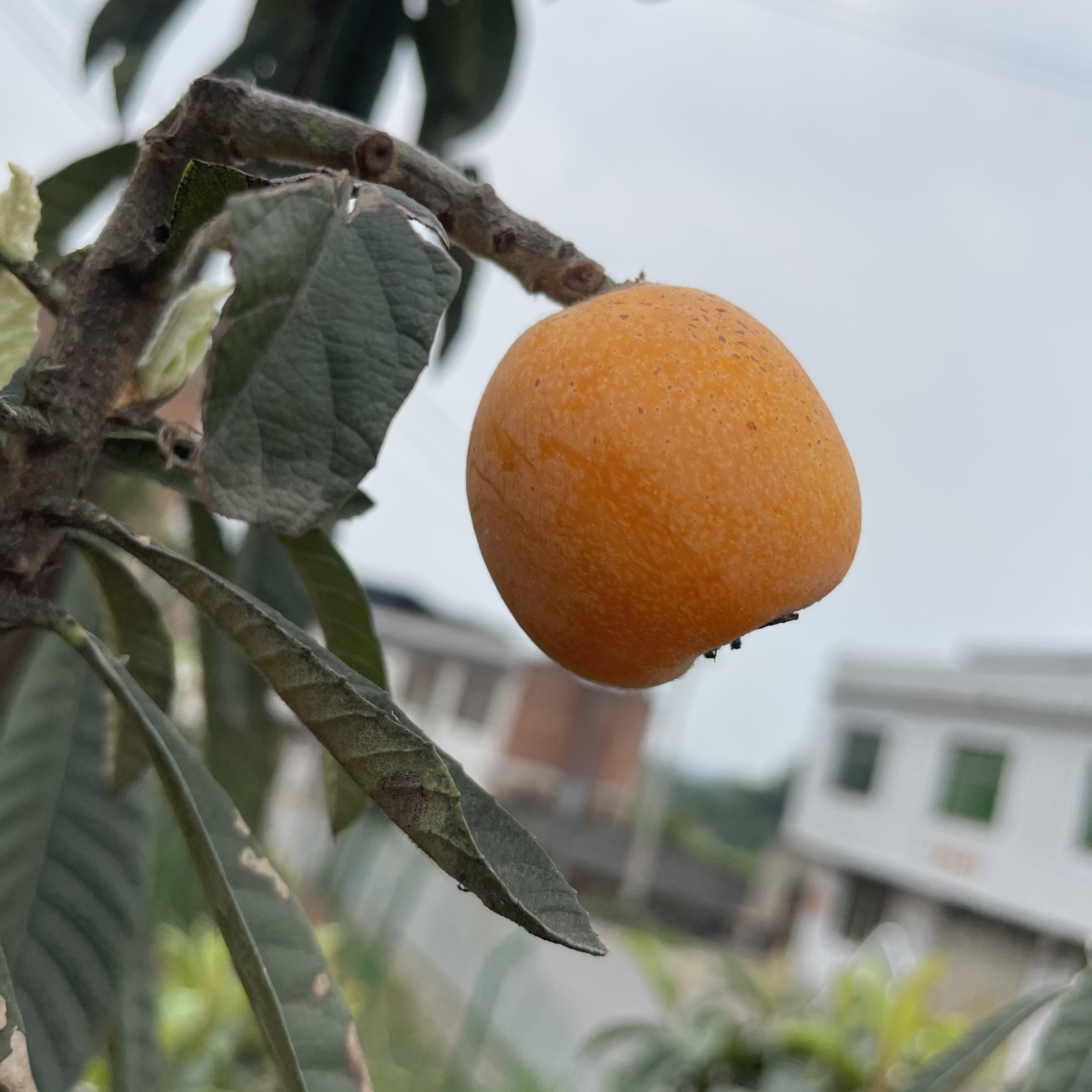 《富顺无忧助农》富顺琵琶镇顺江村枇杷新鲜采摘顺丰包邮