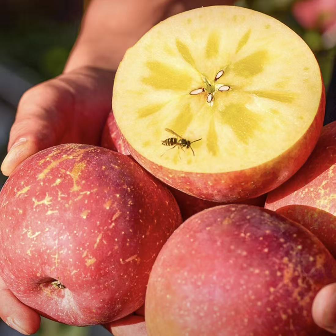 正宗大凉山冰糖心丑苹果新鲜现摘脆甜多汁包邮