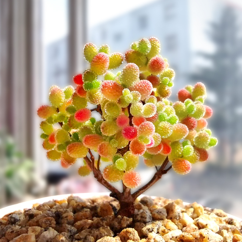 糖球枝干番杏多肉植物花卉高端小盆栽稀有品种名贵精品绿植好养活