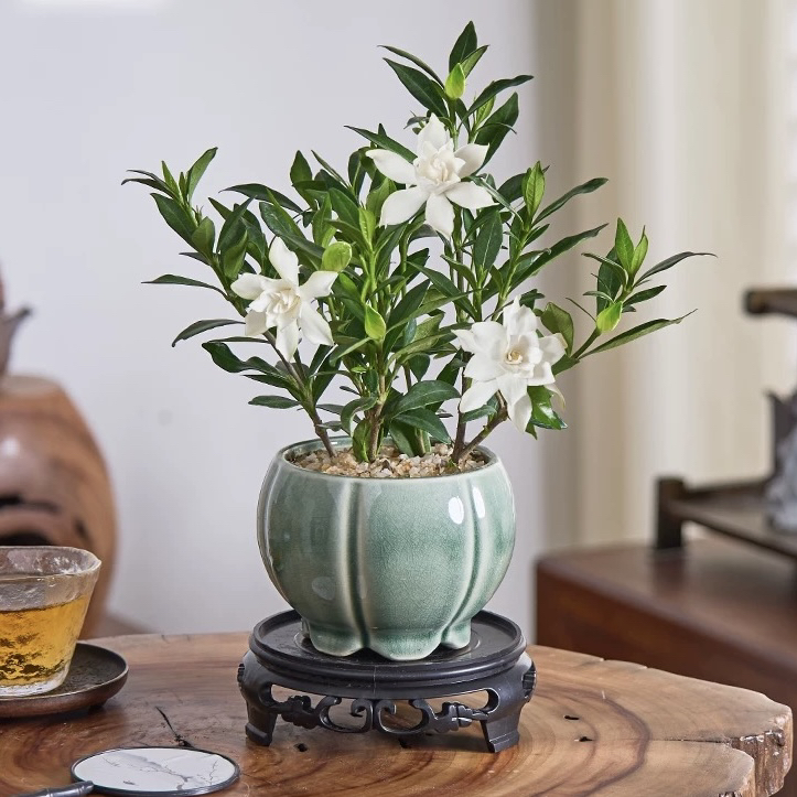 小叶栀子花盆栽盆景室内客厅办公室前台桌面绿色可开花花卉绿植