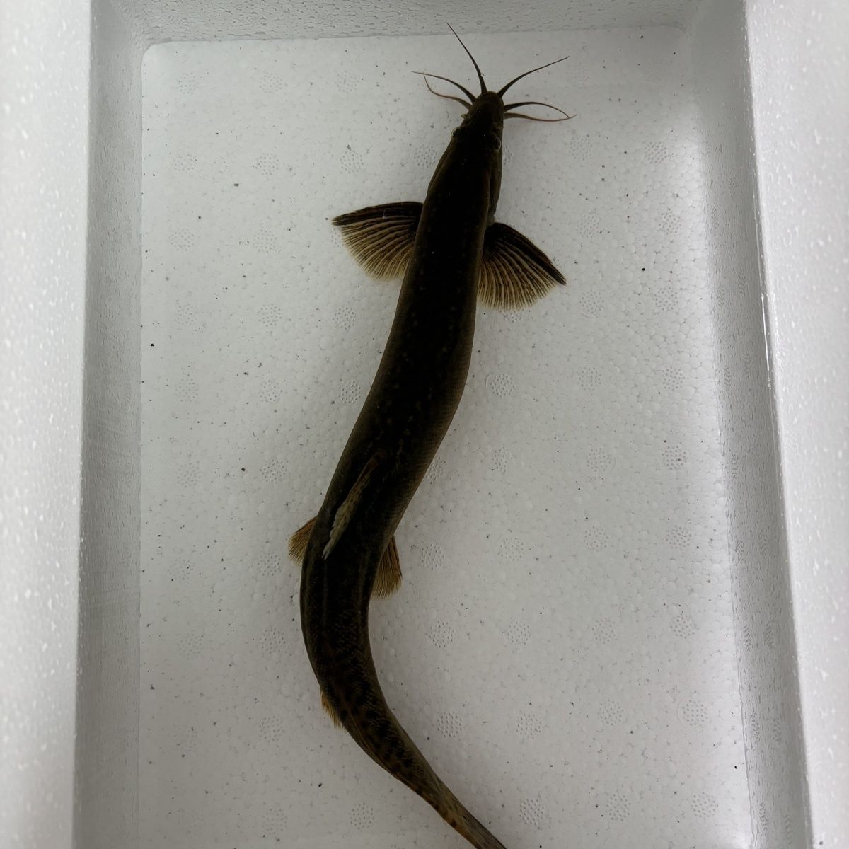 堕龙观赏鱼大鳞副台湾泥鳅冷水鱼招财鱼好养耐活清洁工具鱼活鱼饵