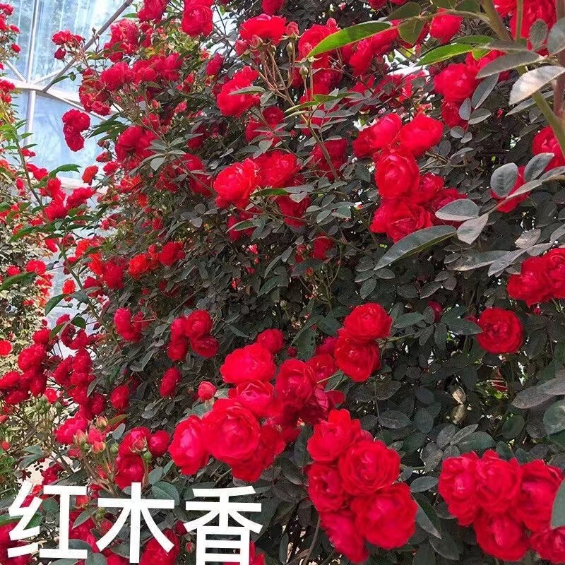 黄木香花苗爬藤植物庭院爬墙耐寒花卉浓香四季红木香藤本月季盆栽