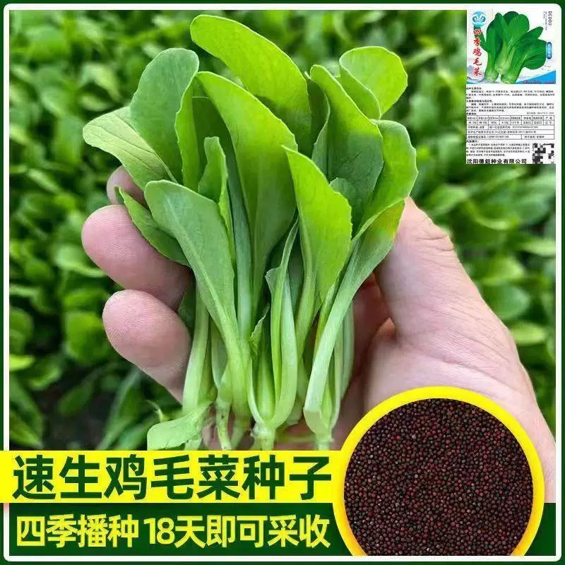 【鸡毛菜】四季小青菜矮杆速生鸡毛菜种子家庭种植包装