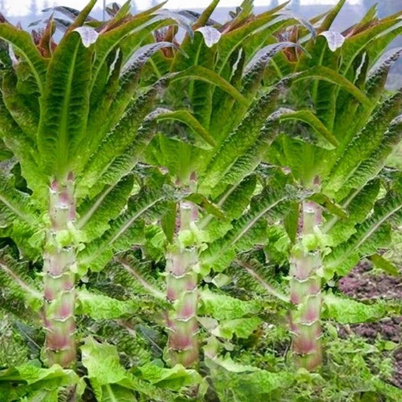 【挂丝红皮莴笋种子】易种庭院耐热耐寒香莴苣籽四季农家田园蔬菜
