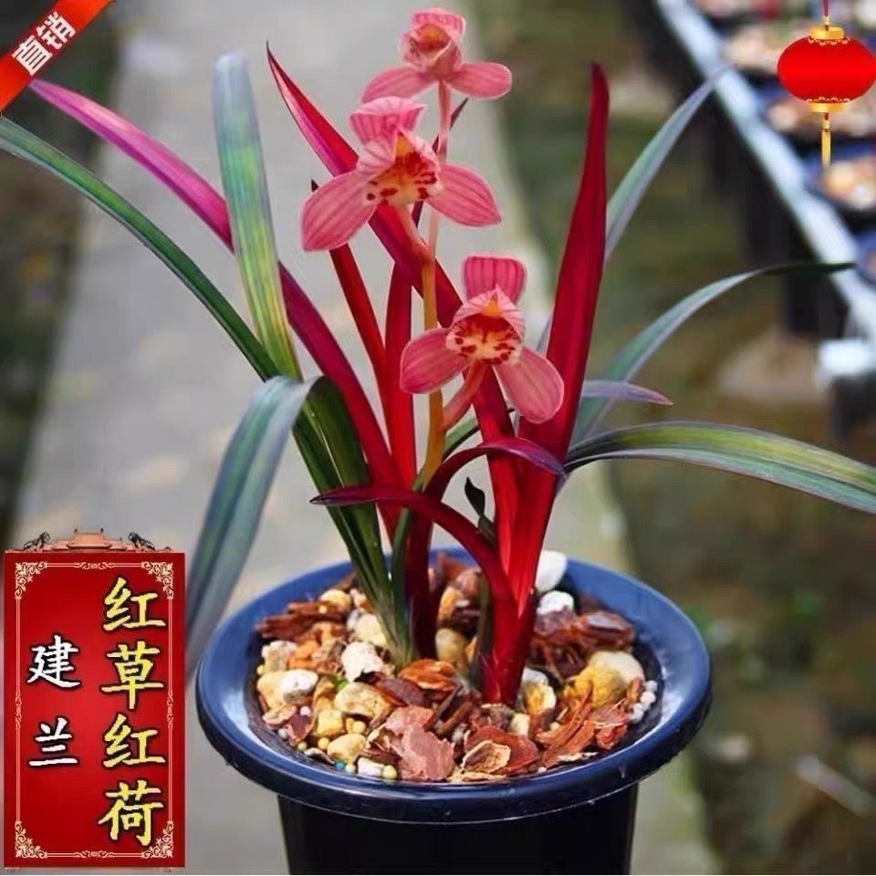 兰花 建兰铭品【红草红荷带花苞】兰香紫砂花盆 室内外浓香好养盆栽