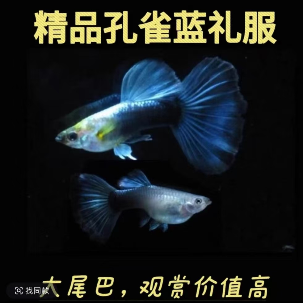 精品德系蓝礼服孔雀鱼小型热带观赏鱼大尾小鱼带肚孕新手白云金丝