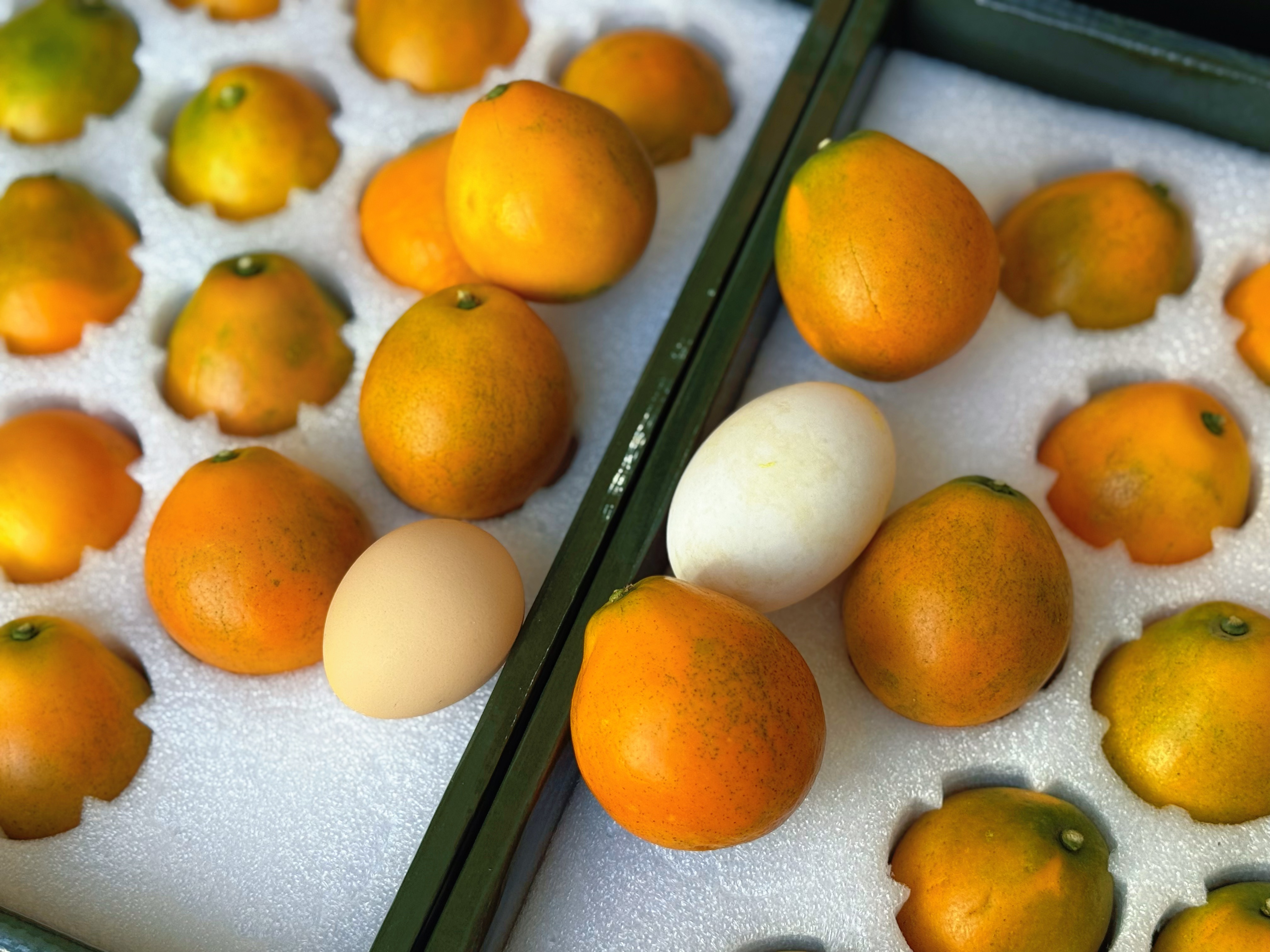 融安脆蜜金桔标王果