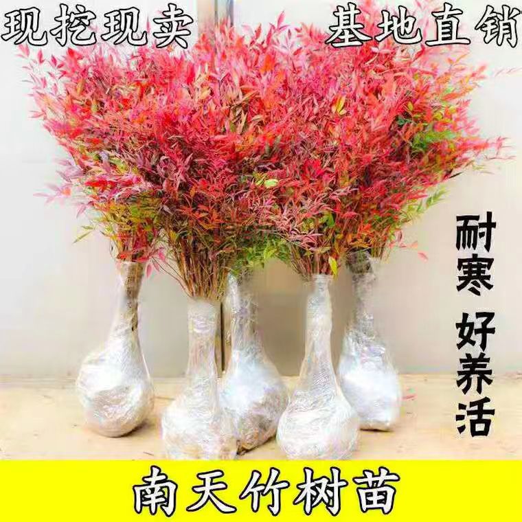 火焰南天竹树苗庭院花卉植物绿化苗木红天竹观叶盆栽耐寒四季好养