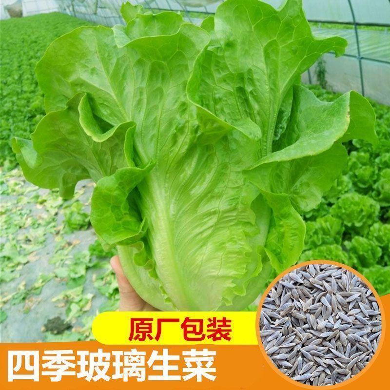 新种玻璃生菜四季耐寒生菜奶油生菜田园阳台盆栽菜籽
