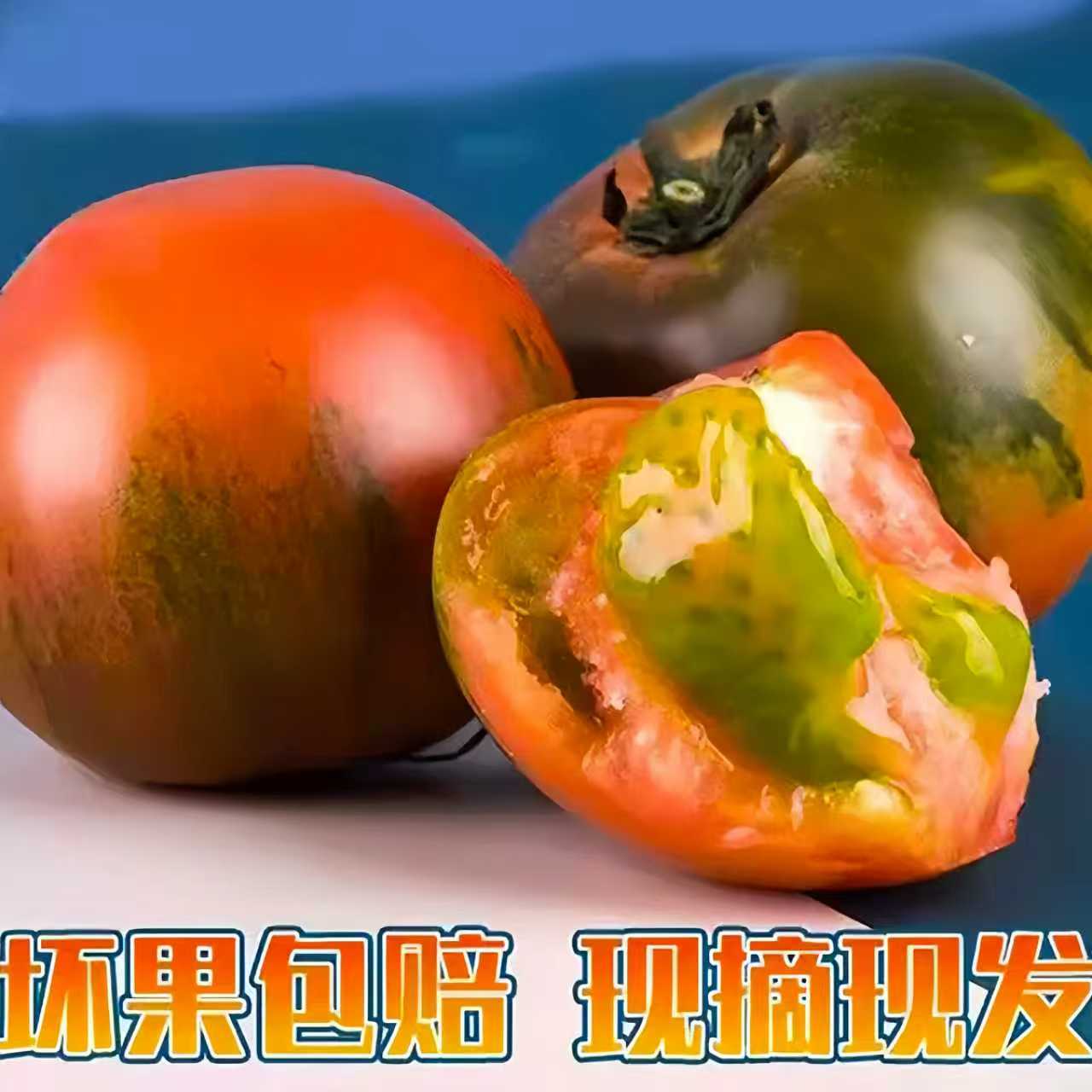 盘锦盐碱地柿子番茄包邮酸甜多汁铁皮柿子草莓柿子西红柿非常好吃