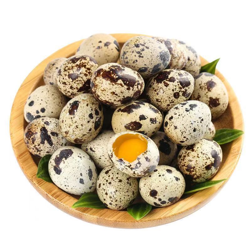 现捡新鲜鹌鹑蛋杂粮喂养生鹌鹑蛋营养丰富宝宝适合做辅食