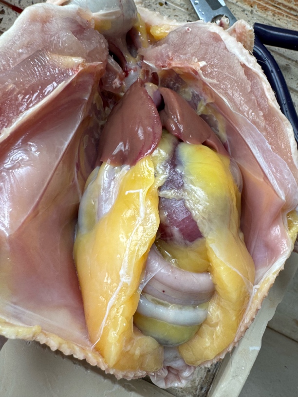 超值新鲜大山农村土鸡稻谷青菜喂养1年以上真土鸡 包冰率不含冰