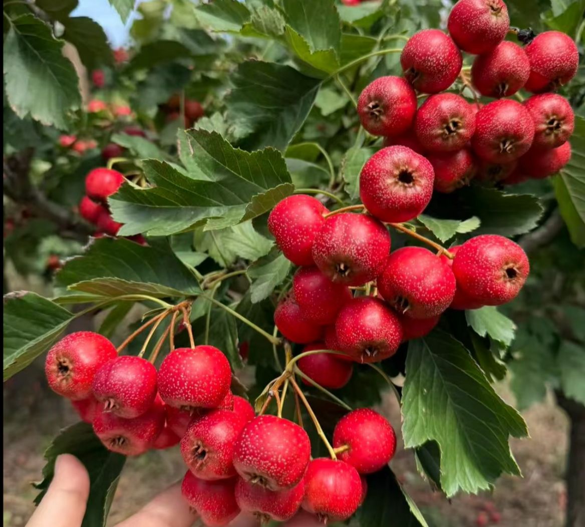 新鲜山楂 七月红山楂 正宗山东七月红 甜口 不化糖