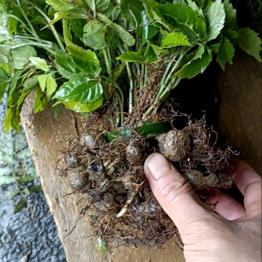 三叶青大叶方杆带果苗 金吊葫芦 95%带果 长10-40公分 50棵起发