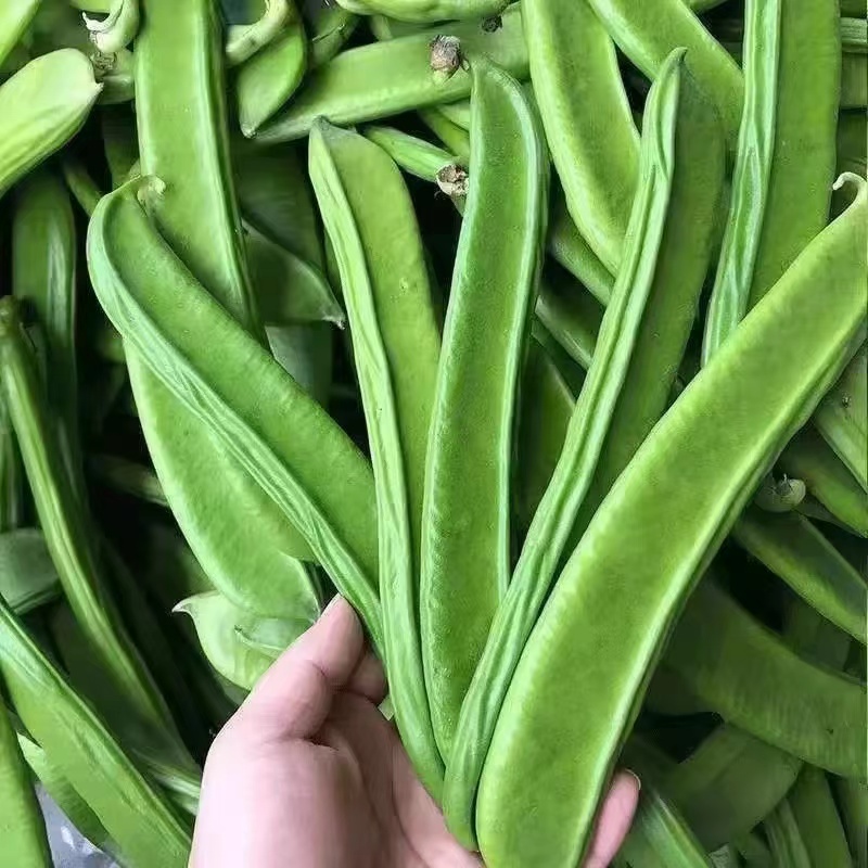 新鲜刀豆包邮江西农家自种 时令蔬菜刀豆剁椒原料 刀把豆