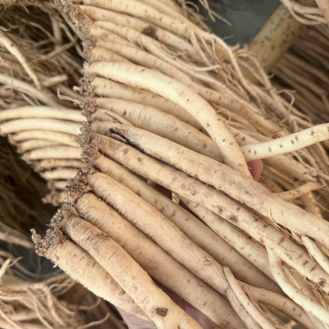 大条党参串   现穿现卖   煲汤滋补调理优选