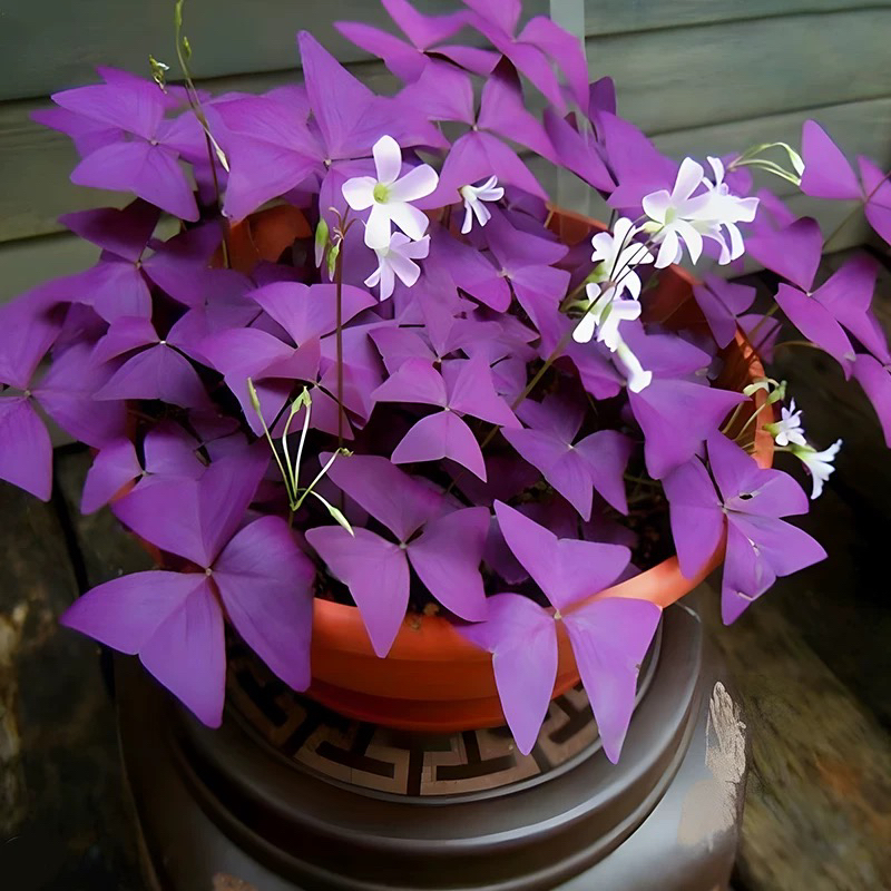 爱种花紫叶酢浆草幸运草三叶草紫蝴蝶种球盆栽球根多年生四季花卉