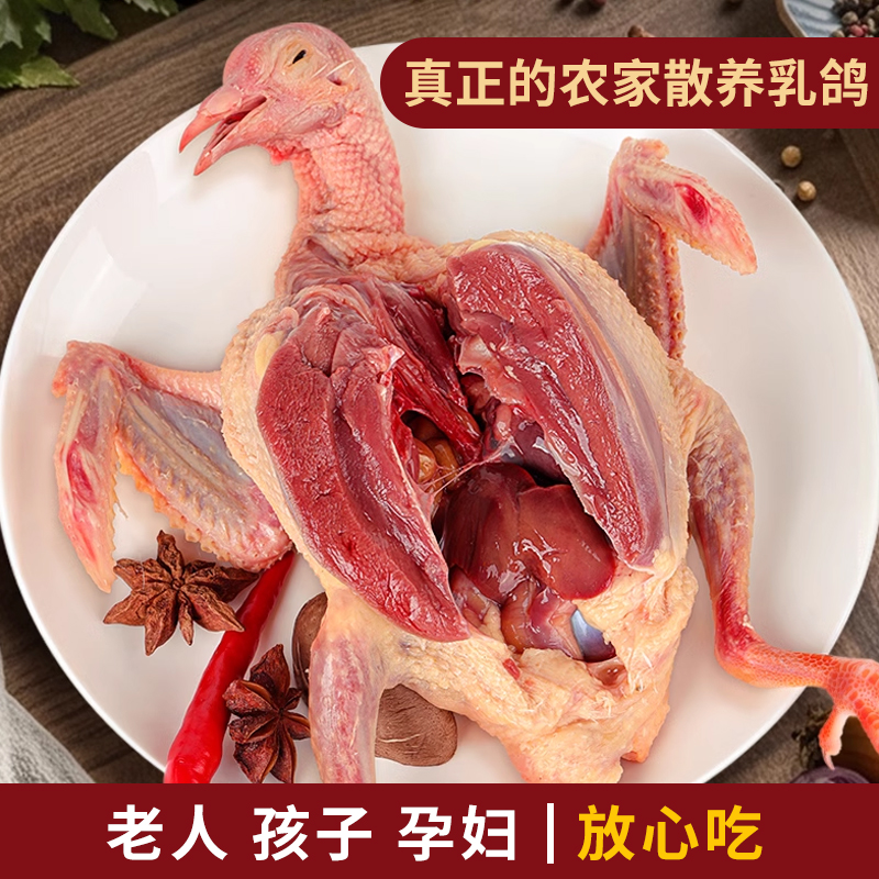 直播5只乳鸽肉香不腥散养粮食鸽红烧爆炒烤鸽子清炖乳鸽新鲜