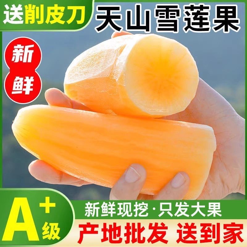 云南天山雪莲果黄心新鲜应季水果清甜脆爽多汁现挖3斤5斤9斤低糖a