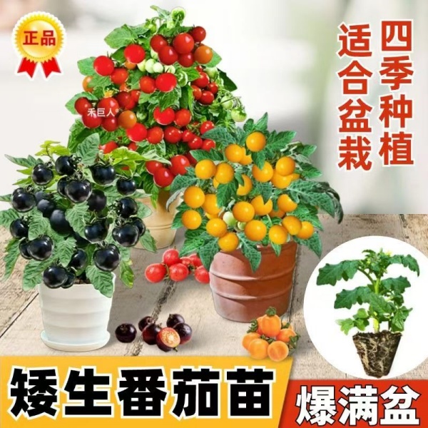 矮生樱桃番茄苗黑红黄矮生番茄秧苗种子盆栽爆满盆小西红柿四季