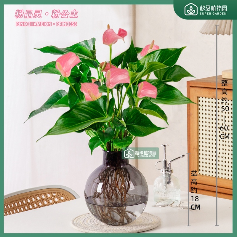 【带花发货】粉精灵粉掌水培花卉盆栽室内绿植客厅净化空气50-60cm