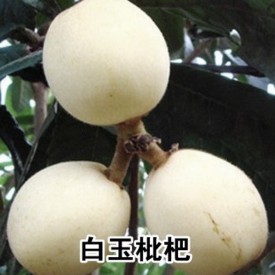 白玉枇杷苗树嫁接特大盆栽地栽大五星枇杷树果苗南北方种当年结果