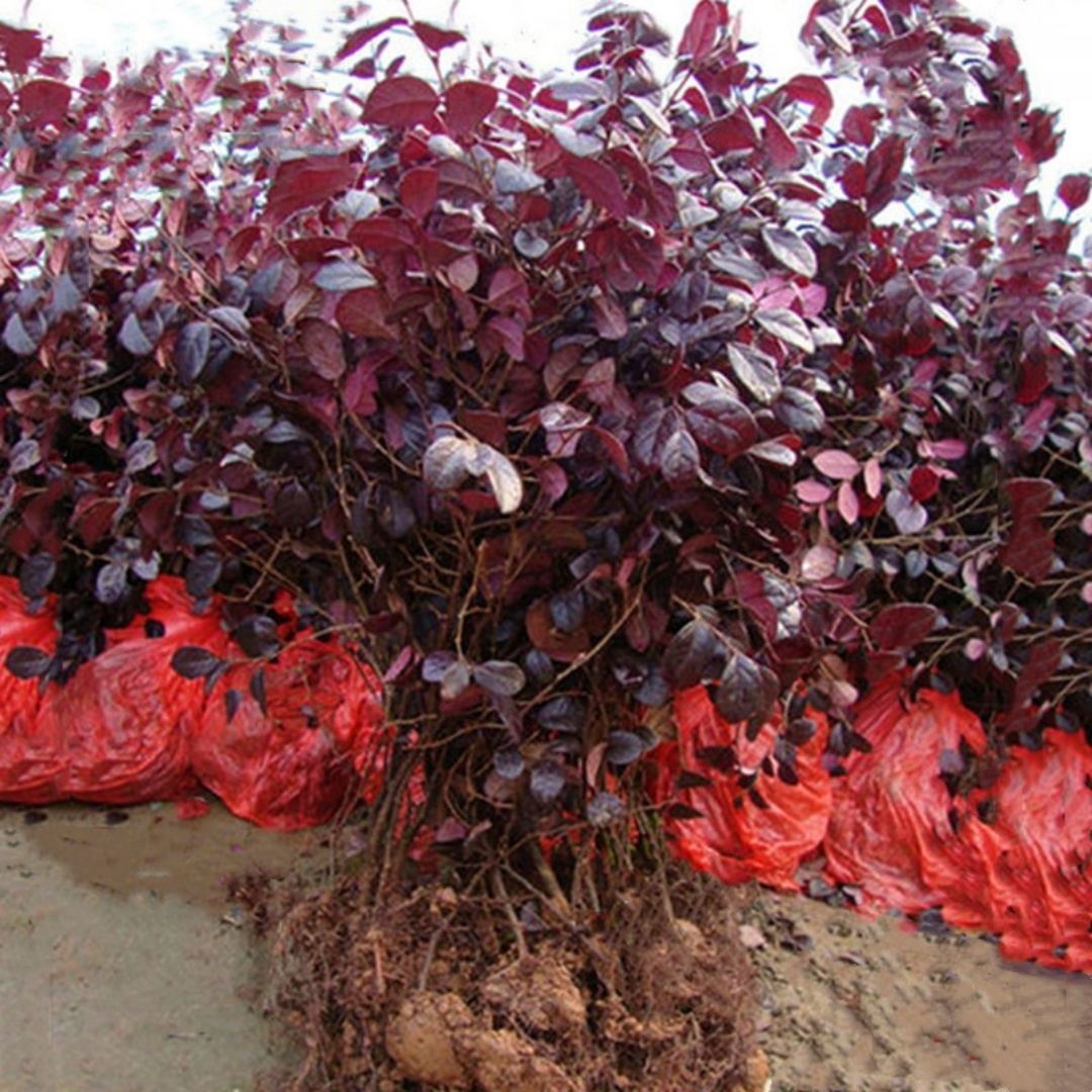 红花继木小苗双面红檵木球桩绿篱庭院绿化植物春秋季花卉工程树苗