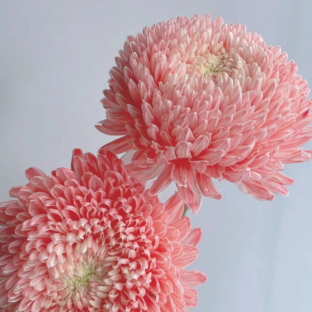 女神牡丹菊---请接受有轻微色差（实物直播间展示为准）