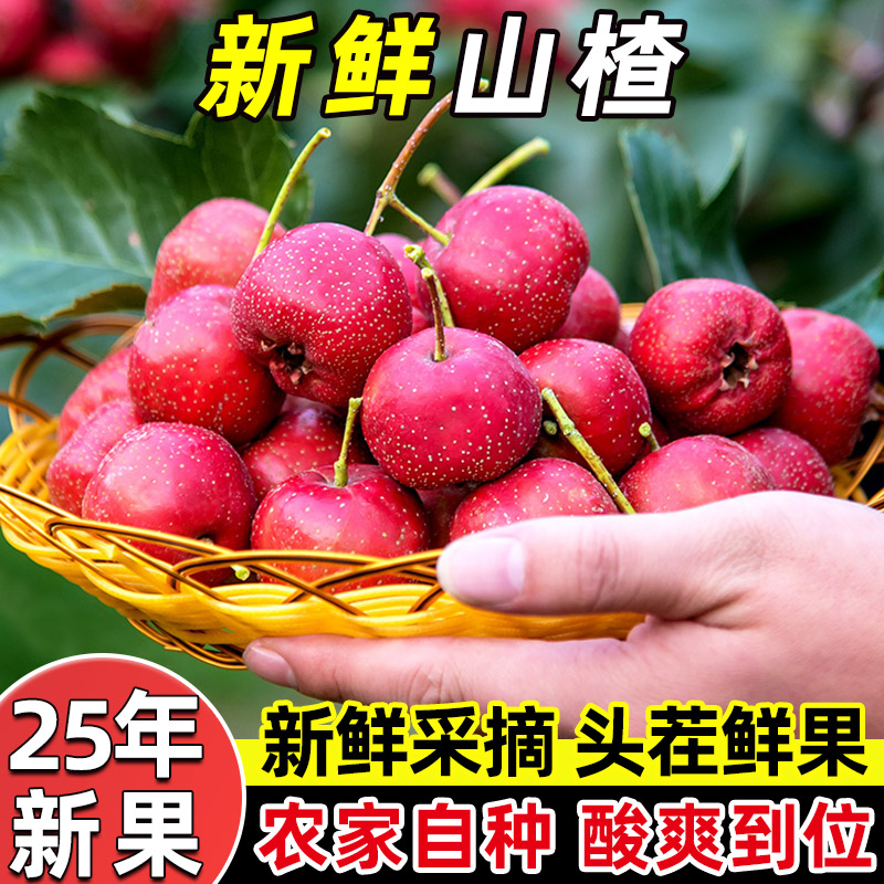 山东大金星山楂鲜果当季新鲜水果山楂果糖葫芦原料产地直发酸甜