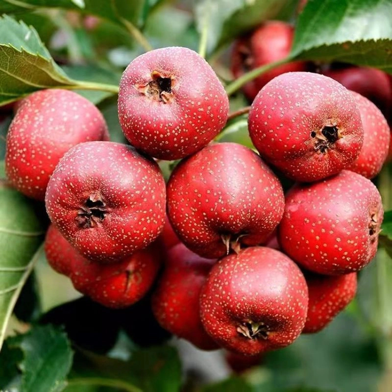 嫁接大金星山楂果树苗南北方庭院种植山楂树苗地栽盆栽耐寒山楂苗