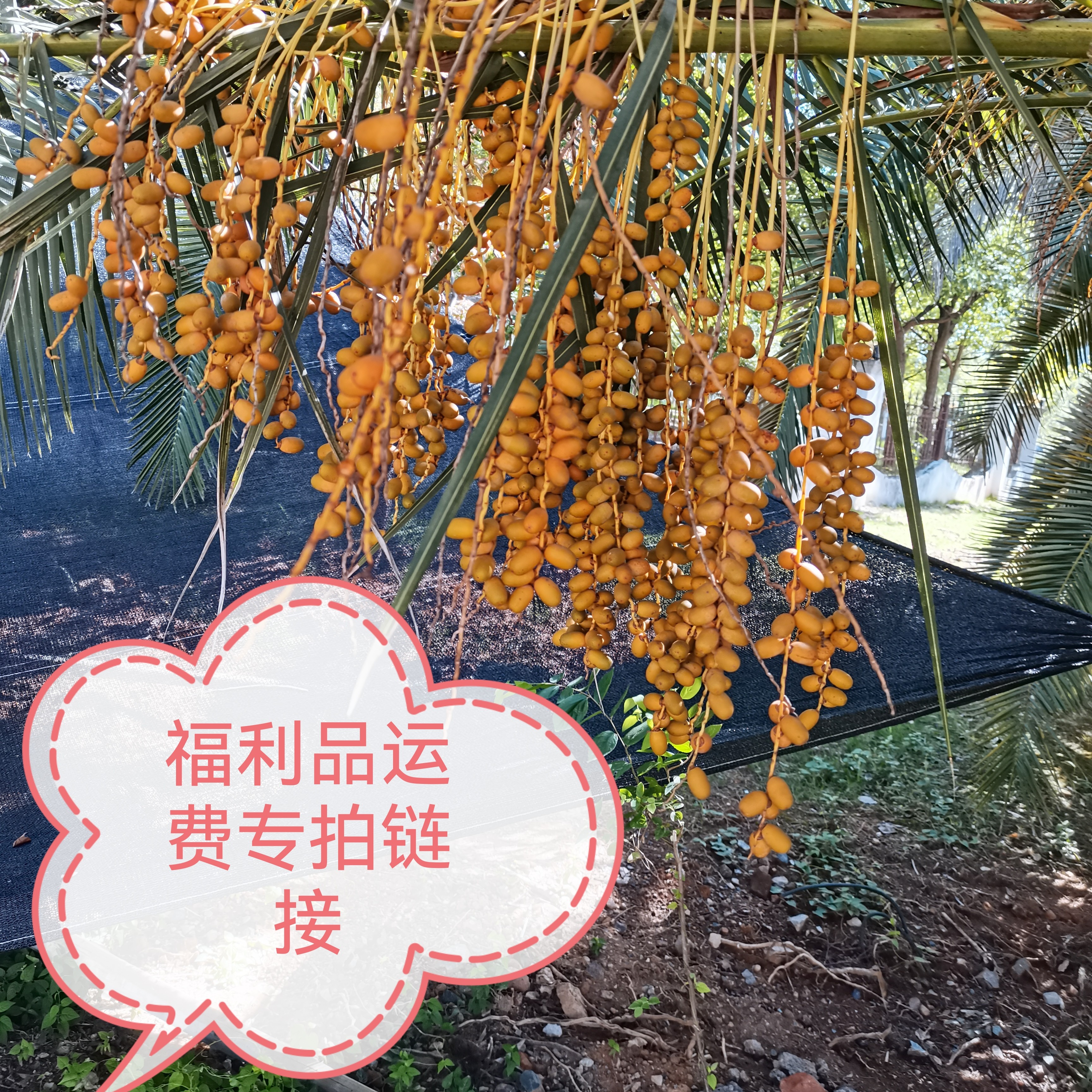 无患子 云废专拍链接