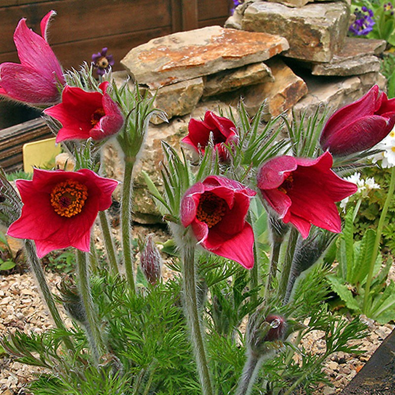 逸棵多年生红色白头翁花苗花种苗阳台庭院四季种开花室内外易种活