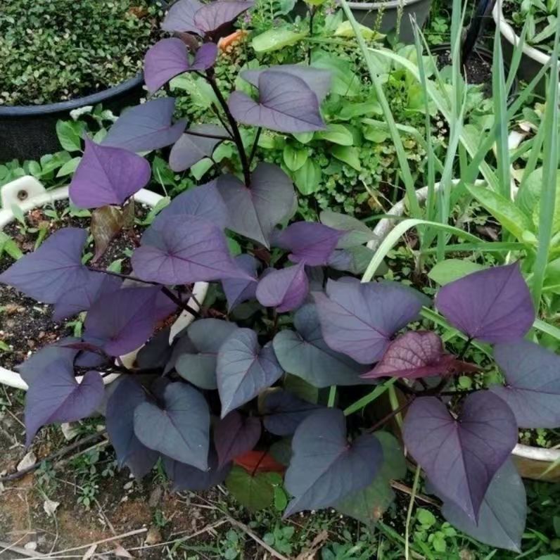 专吃叶子紫色地瓜叶地瓜叶苗食用番薯叶苗四季蔬菜阳台蔬菜红薯叶
