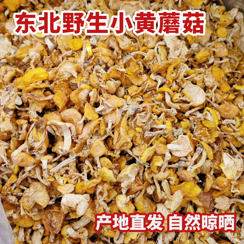 东北野生小黄蘑菇干货黄松蘑黄油蘑菇口感嫩滑煲汤炖鸡干菌菇