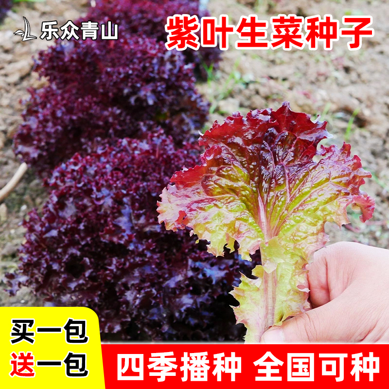 紫叶生菜种子沙拉生菜红叶罗莎生菜种子简单播种四季