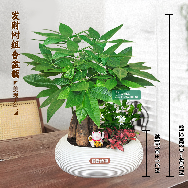 【发财树组合盆栽】绿植九里香办公桌面盆栽好养常青