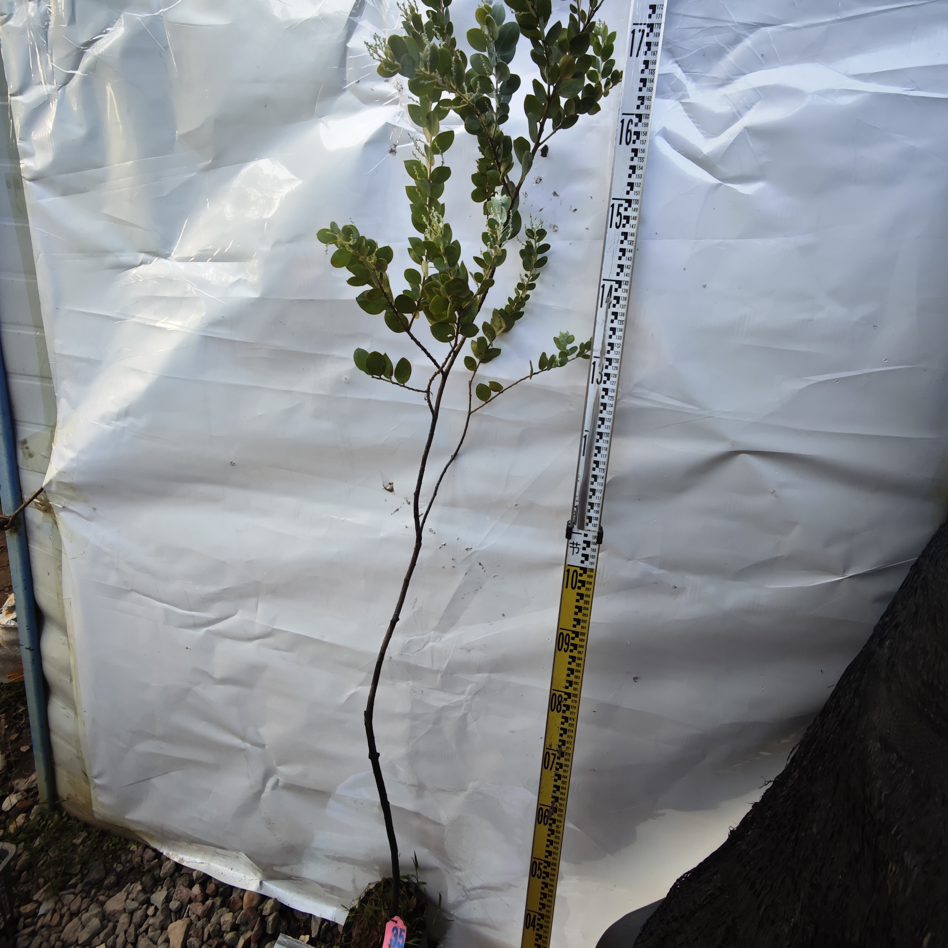 银叶金合欢大袋苗35号盆栽地栽庭院别墅园林绿化道路风景观花植物