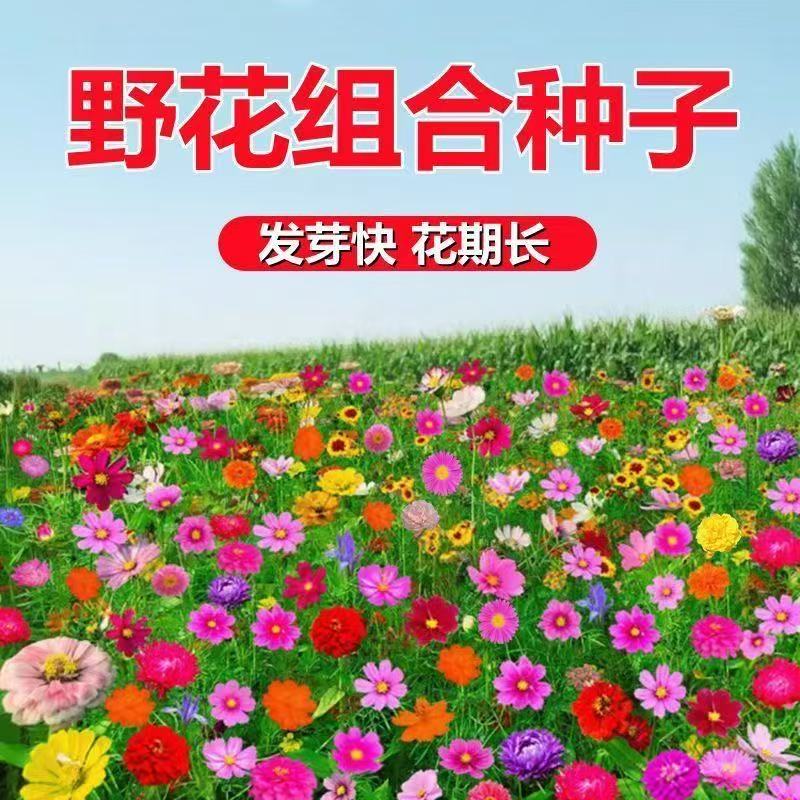 野花组合花种子阳台庭院花盆四季播种开花四季多年生见土就活