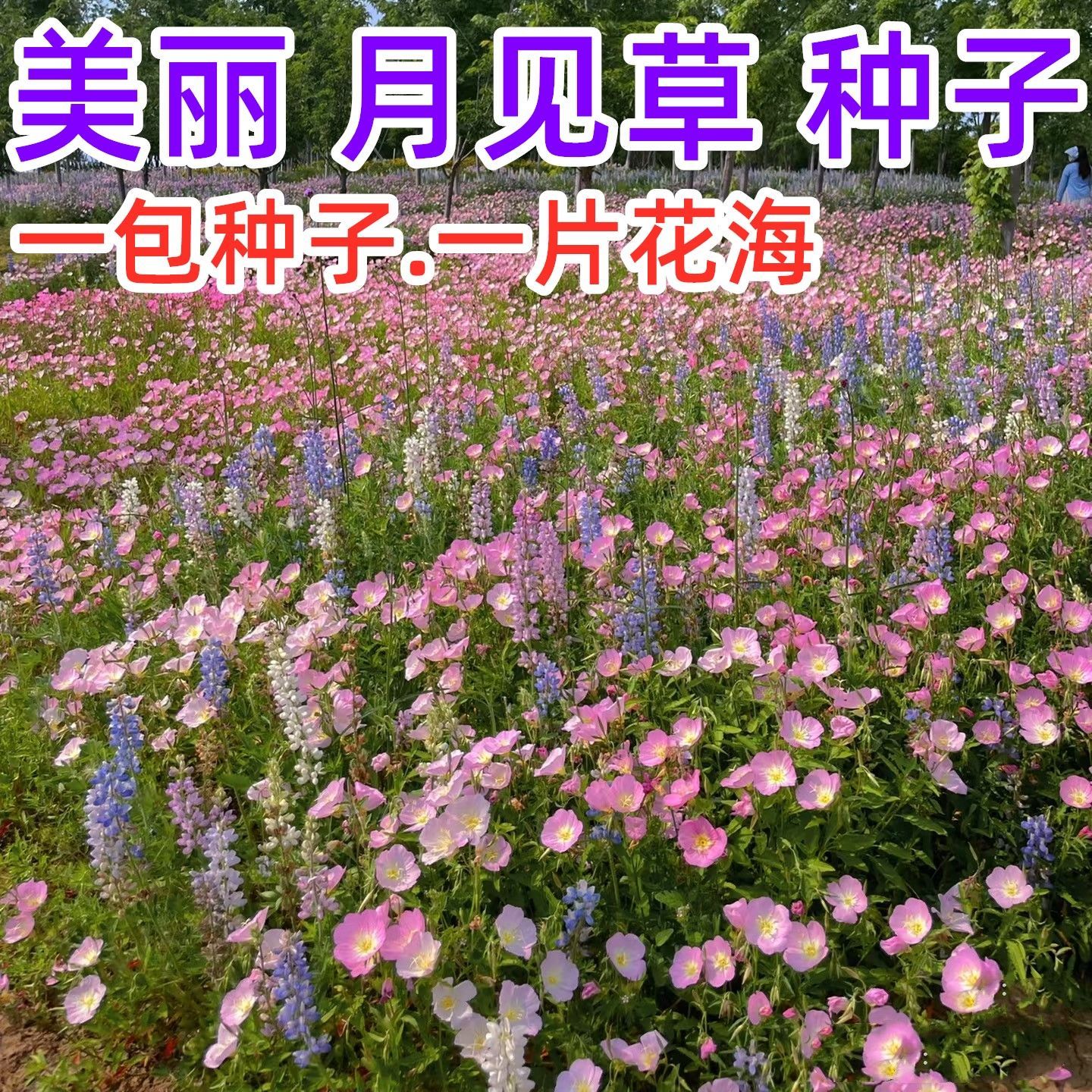 【月见草花种子】美丽四季播种易发芽易活花籽阳台花卉蔬菜