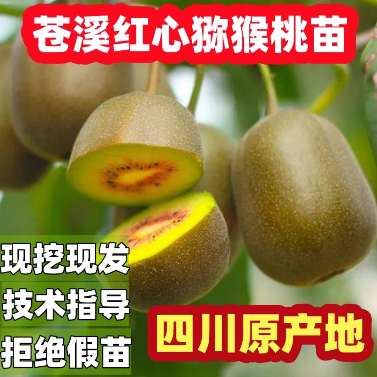 四川苍溪红阳猕猴桃嫁接树奇异果苗红心猕猴桃苗嫁接猕猴桃苗