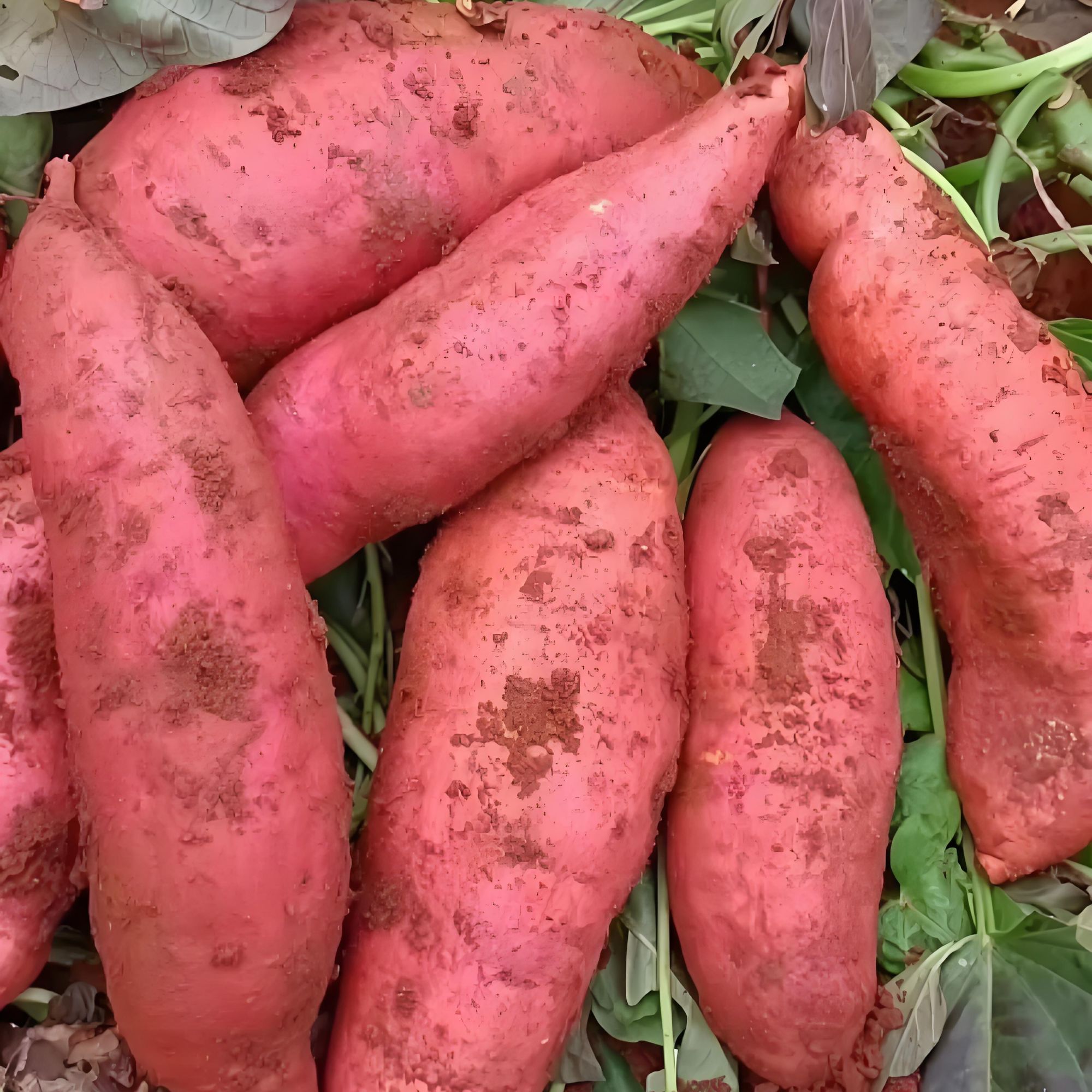 云南文山沙地新鲜现挖西瓜红蜜薯竹薯软糯香甜正宗黄心蜜薯大小