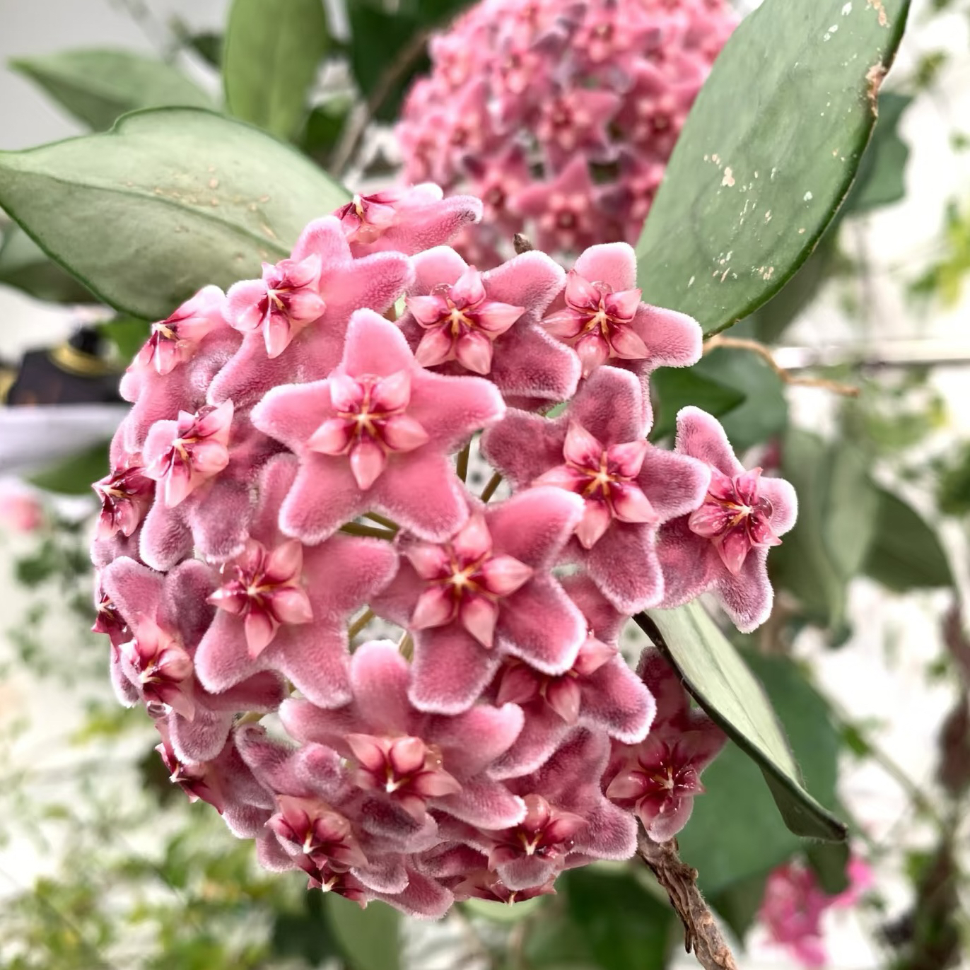 太行【卡诺撒】品种球兰经典大花品种养护简单