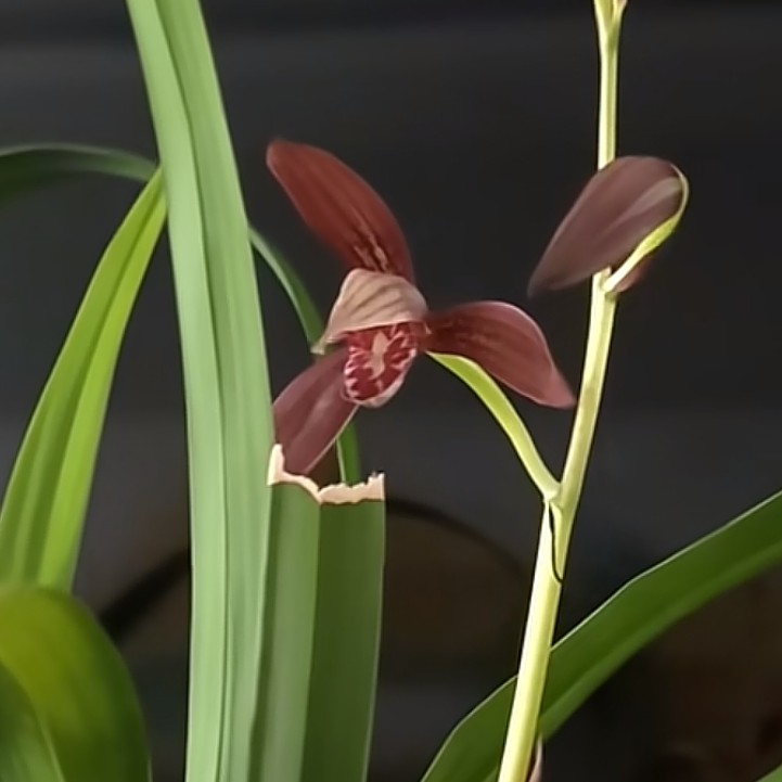 一物一拍暮山紫建兰浓香型兰花苗室内办公室好养绿植盆栽花卉