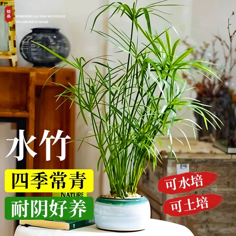 水竹旱伞草风车草水培植物阳台办公室养龟养鱼净化水质挺水植物
