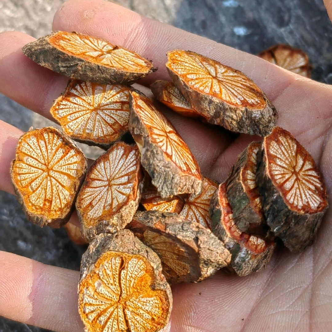 山上自然生长红藤（大血藤）