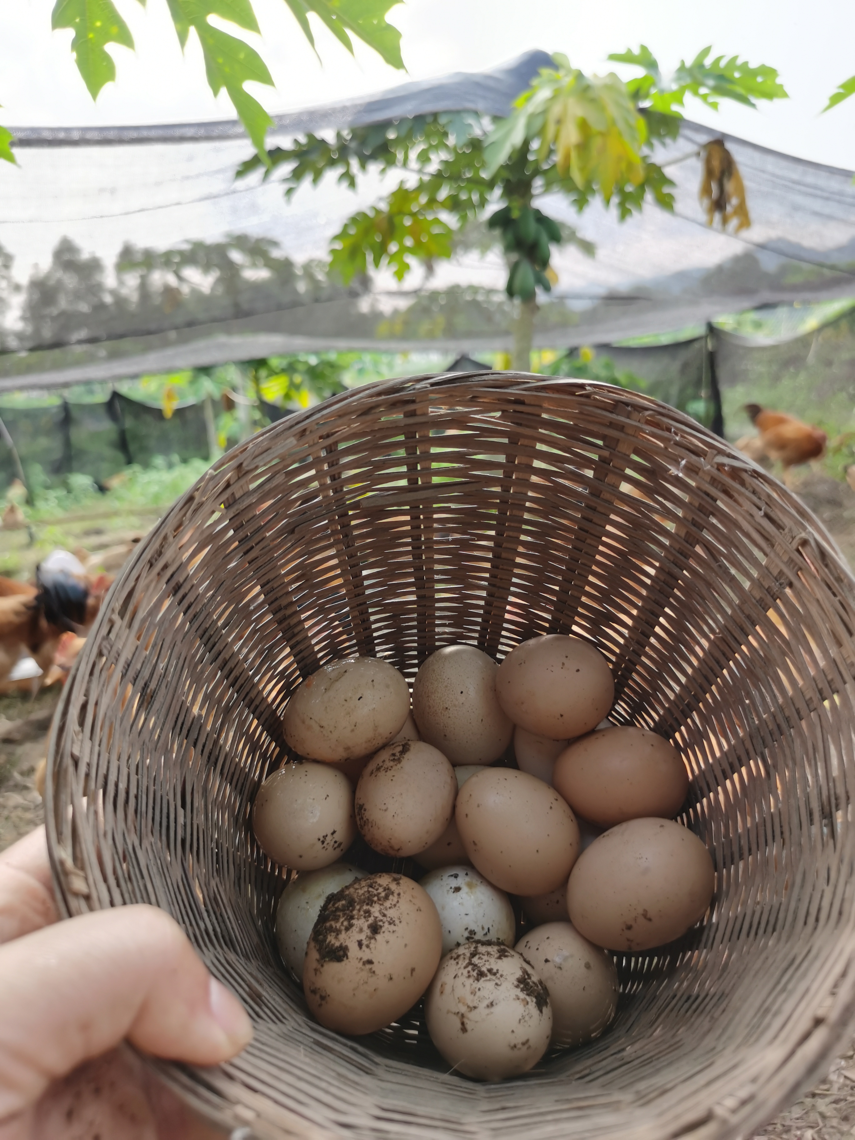 土鸡蛋广西大山里农村散养木瓜鸡新鲜喂水果的100%正宗本地土鸡蛋