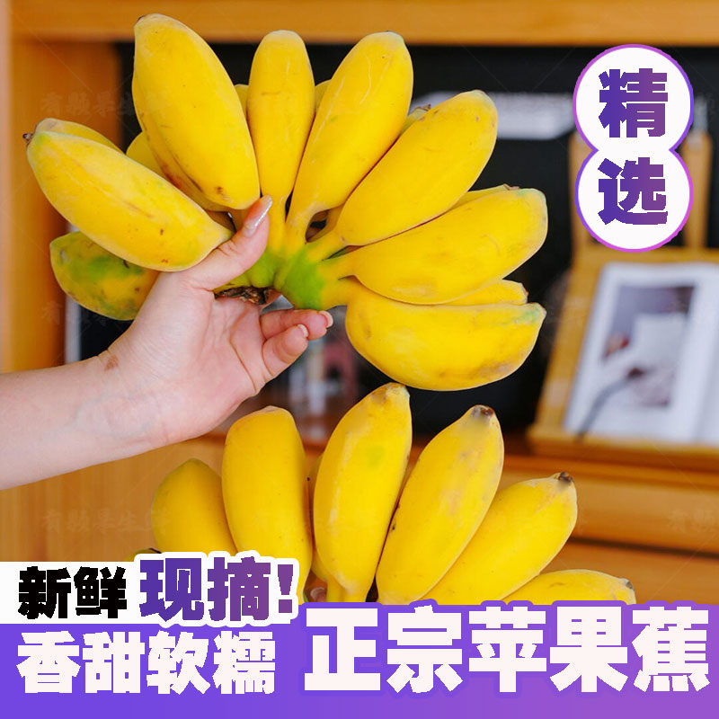 广西正宗苹果蕉新鲜应季水果香甜软糯现摘现发自然熟孕妇水果包邮