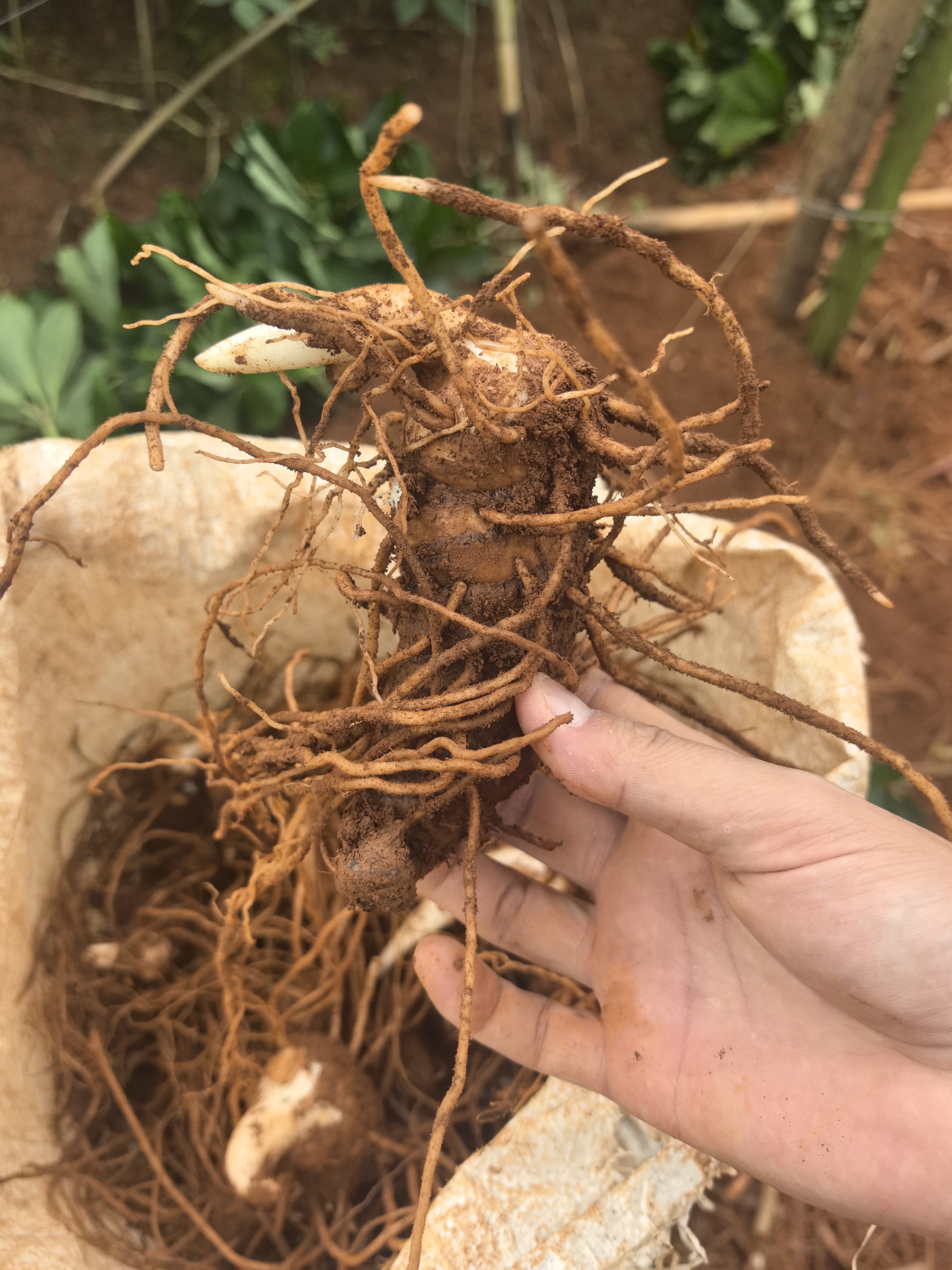 新鲜现挖重楼正品云南滇重楼七叶一枝花